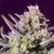 Sweet Zenzation XL Auto - SWEET SEEDS | TanieSianie.pl