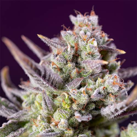 Sweet Zenzation XL Auto - SWEET SEEDS | TanieSianie.pl