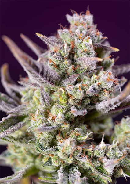 Sweet Zenzation XL Auto - SWEET SEEDS | TanieSianie.pl