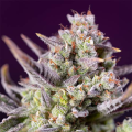 Sweet Zenzation XL Auto - SWEET SEEDS