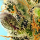 Sweet Zenzation XL Auto - SWEET SEEDS | TanieSianie.pl
