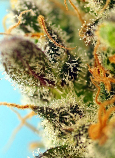 Sweet Zenzation XL Auto - SWEET SEEDS | TanieSianie.pl