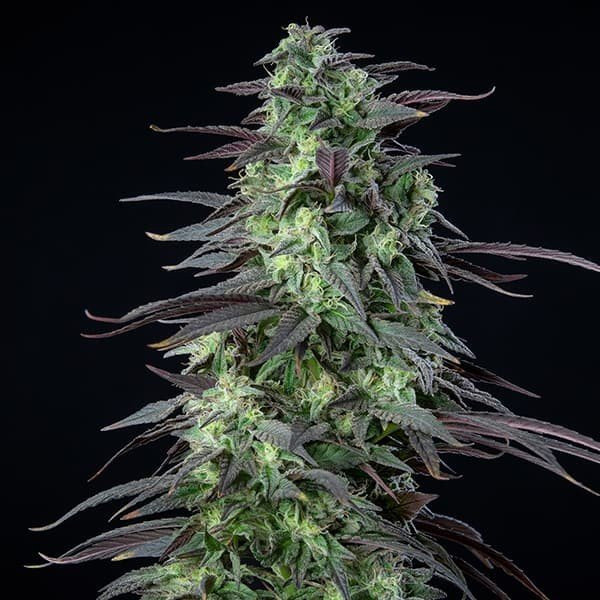 Skunk XXL | TanieSianie.pl