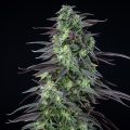 Skunk XXL