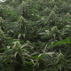 AMS - GREEN HOUSE SEEDS | TanieSianie.pl
