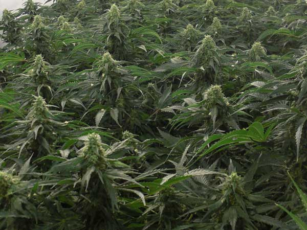 AMS - GREEN HOUSE SEEDS | TanieSianie.pl