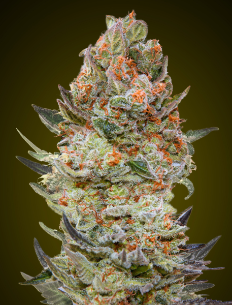 Sweet Critical CBD - 00 SEEDS BANK | TanieSianie.pl