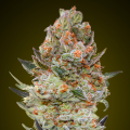 Sweet Critical CBD - 00 SEEDS BANK