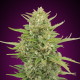 Auto Super Skunk - 00 SEEDS BANK | TanieSianie.pl