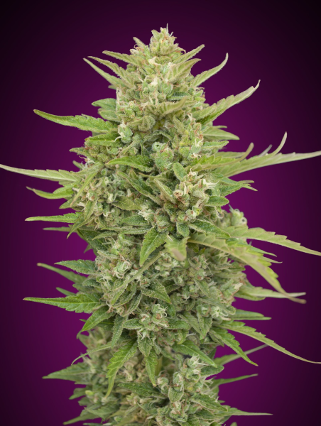 Auto Super Skunk - 00 SEEDS BANK | TanieSianie.pl