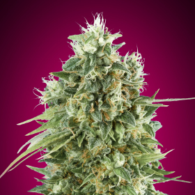 Bubble Gum CBD - 00 SEEDS BANK | TanieSianie.pl