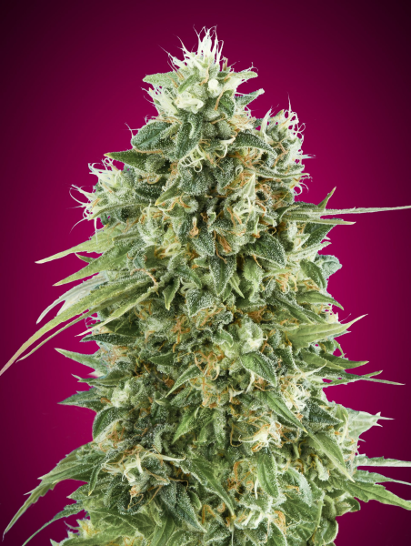 Bubble Gum CBD - 00 SEEDS BANK | TanieSianie.pl