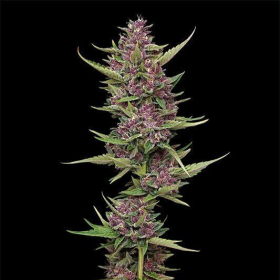 All Gas OG - HUMBOLDT SEED COMPANY | TanieSianie.pl