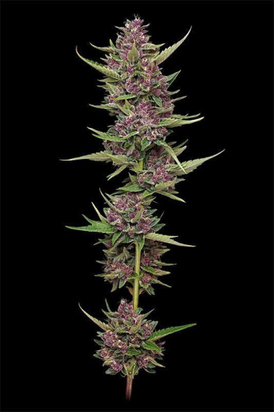 All Gas OG - HUMBOLDT SEED COMPANY | TanieSianie.pl