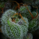 All Gas OG - HUMBOLDT SEED COMPANY | TanieSianie.pl
