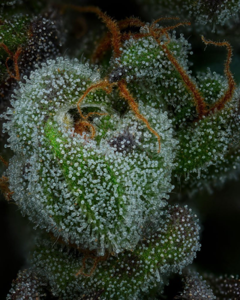All Gas OG - HUMBOLDT SEED COMPANY | TanieSianie.pl