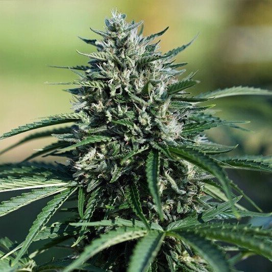 Cookies XL Auto | TanieSianie.pl