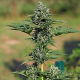 Gorilla XL Auto | TanieSianie.pl