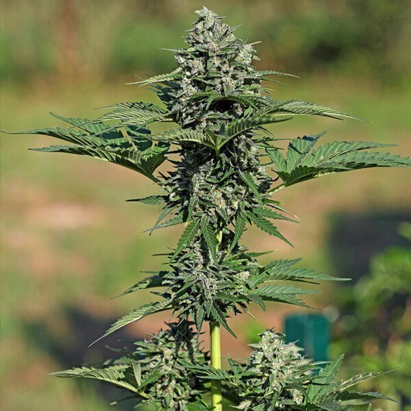 Gorilla XL Auto | TanieSianie.pl