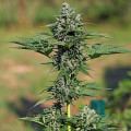 Gorilla XL Auto