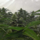 AMS - GREEN HOUSE SEEDS | TanieSianie.pl