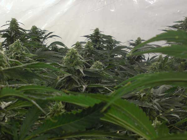 AMS - GREEN HOUSE SEEDS | TanieSianie.pl