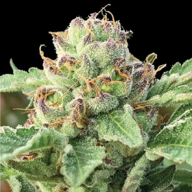 Apple Blossom - HUMBOLDT SEED COMPANY | TanieSianie.pl