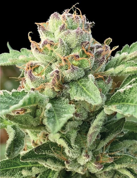 Apple Blossom - HUMBOLDT SEED COMPANY | TanieSianie.pl