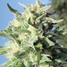 Banana Mango - HUMBOLDT SEED COMPANY | TanieSianie.pl