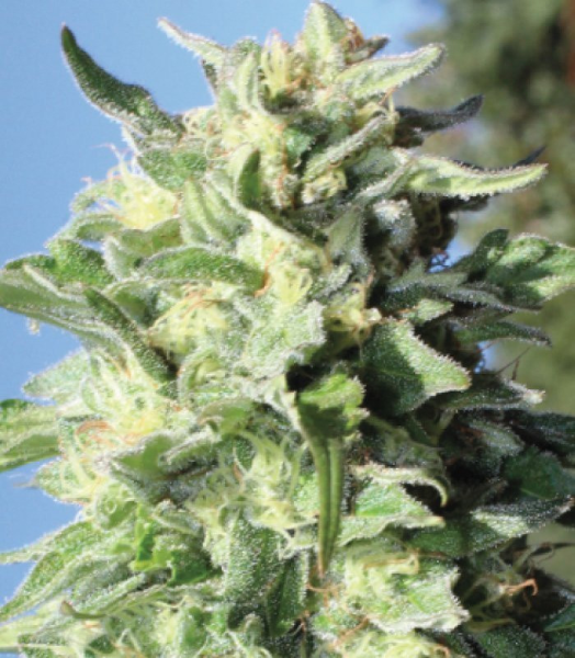 Banana Mango - HUMBOLDT SEED COMPANY | TanieSianie.pl