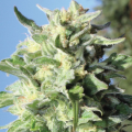 Banana Mango - HUMBOLDT SEED COMPANY