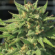 Bigfoot Glue - HUMBOLDT SEED COMPANY | TanieSianie.pl