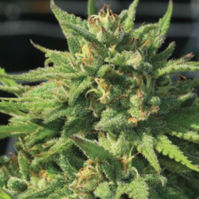 Bigfoot Glue - HUMBOLDT SEED COMPANY | TanieSianie.pl