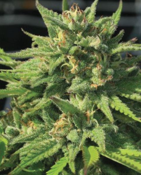 Bigfoot Glue - HUMBOLDT SEED COMPANY | TanieSianie.pl