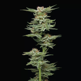 Blueberry Muffin - HUMBOLDT SEED COMPANY | TanieSianie.pl