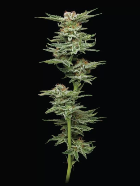 Blueberry Muffin - HUMBOLDT SEED COMPANY | TanieSianie.pl