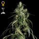 Arjan's Haze #1 - GREEN HOUSE SEEDS | TanieSianie.pl