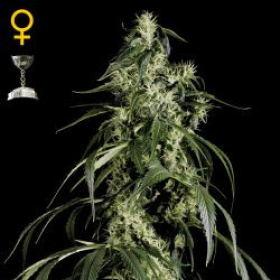 Arjan's Haze #1 - GREEN HOUSE SEEDS | TanieSianie.pl
