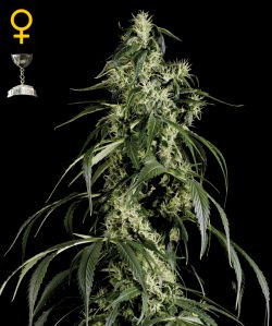 Arjan's Haze #1 - GREEN HOUSE SEEDS | TanieSianie.pl