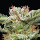 Blueberry Muffin - HUMBOLDT SEED COMPANY | TanieSianie.pl