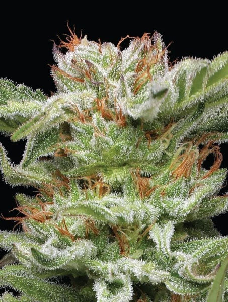 Blueberry Muffin - HUMBOLDT SEED COMPANY | TanieSianie.pl