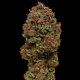 Blueberry Muffin - HUMBOLDT SEED COMPANY | TanieSianie.pl