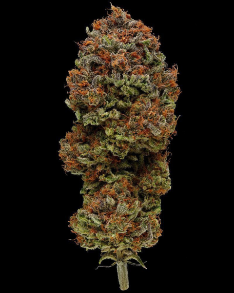 Blueberry Muffin - HUMBOLDT SEED COMPANY | TanieSianie.pl