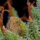 Blueberry Muffin - HUMBOLDT SEED COMPANY | TanieSianie.pl
