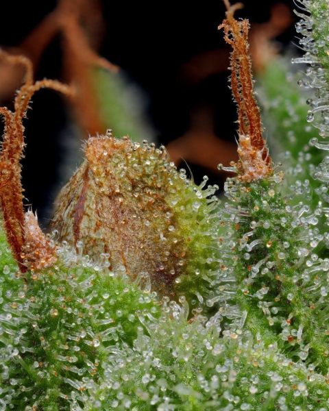 Blueberry Muffin - HUMBOLDT SEED COMPANY | TanieSianie.pl