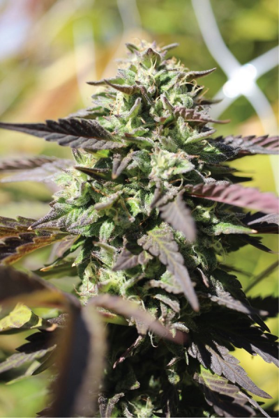 Chunkadelic Auto - HUMBOLDT SEED COMPANY | TanieSianie.pl