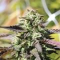 Chunkadelic Auto - HUMBOLDT SEED COMPANY