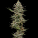 Family Jewels - HUMBOLDT SEED COMPANY | TanieSianie.pl