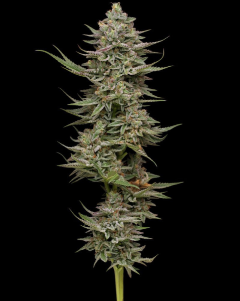 Family Jewels - HUMBOLDT SEED COMPANY | TanieSianie.pl