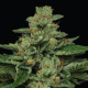 Fortune Cookie - HUMBOLDT SEED COMPANY | TanieSianie.pl